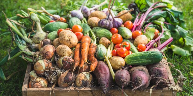 harvest