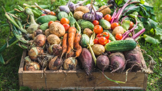 harvest