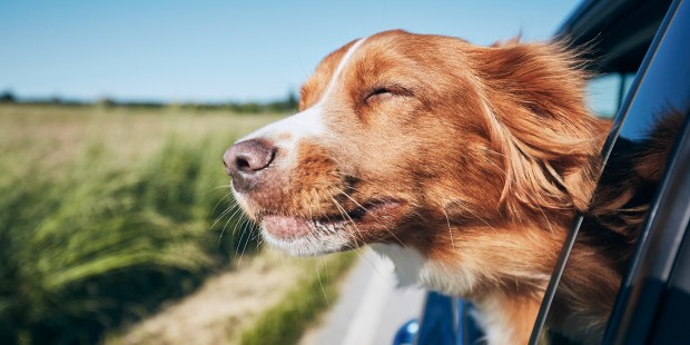 Do pets go to heaven? A priest's hopeful response - Vimarsana News