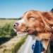 Do pets go to heaven? A priest’s helpful explanation