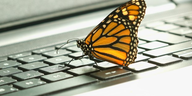BUTTERFLY