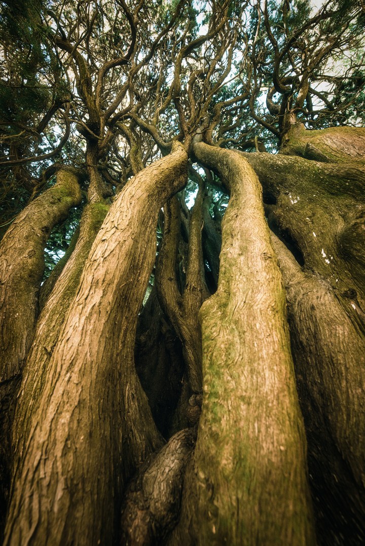 Ancient yew tree