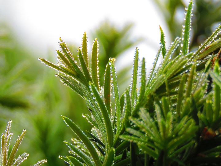 Tejo inglés, Taxus baccata