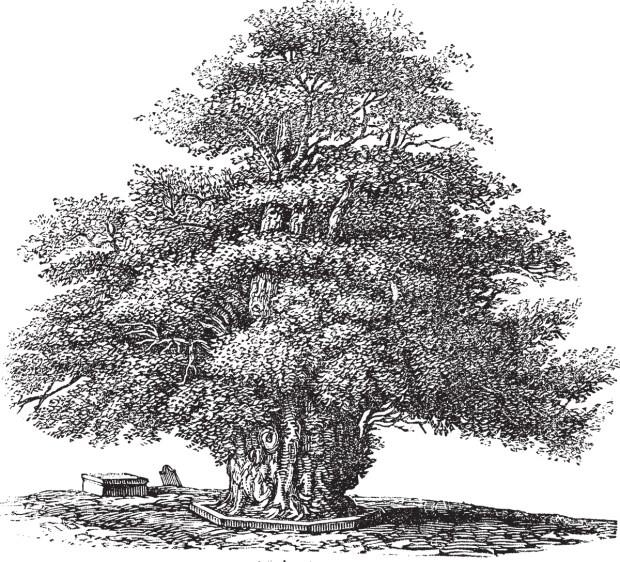 Yew tree or Taxus baccata at St. Helens church in Darley Derbyshire England vintage engraving