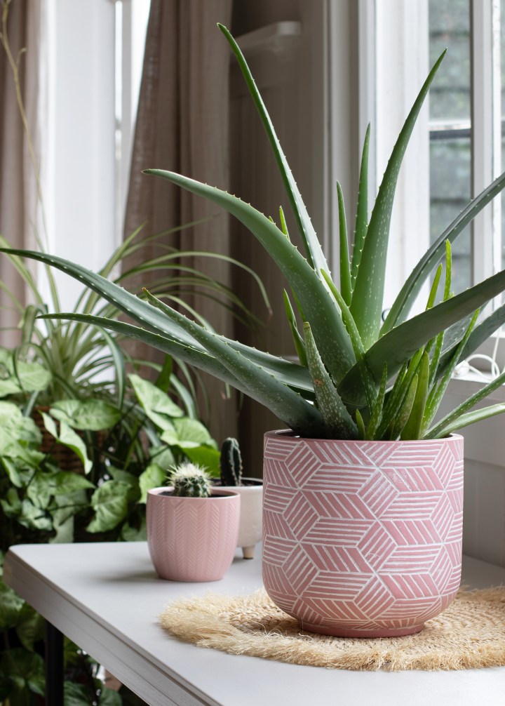 SLIDESHOW( 5 Plants for your home if you want to boost your happiness)