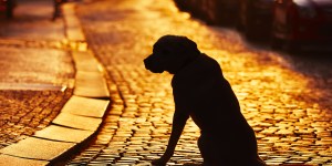 Prayer to St. Anthony for a lost pet