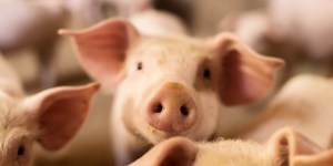 Doctors transplanted a pig&#8217;s kidney into a human. Was it ethical?