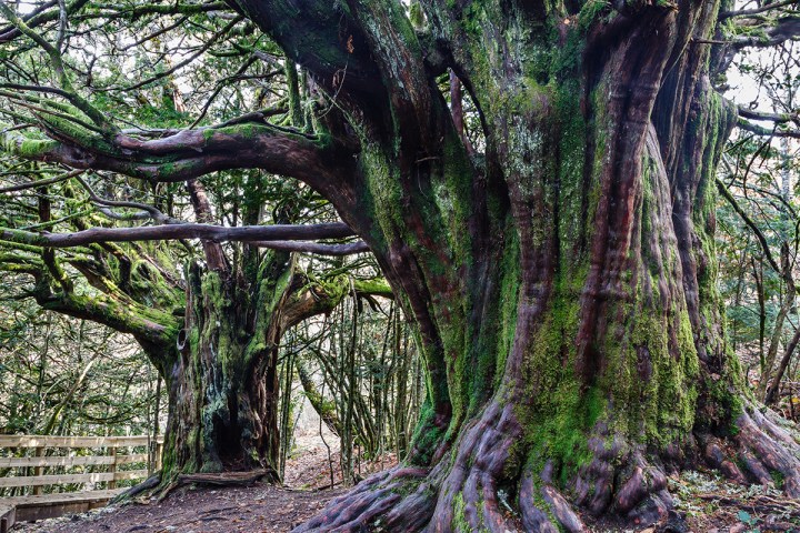 Millennial Common Yews. Taxus baccata