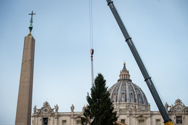 (Slideshow) 2021 Christmas tree arrives to St. Peter’s