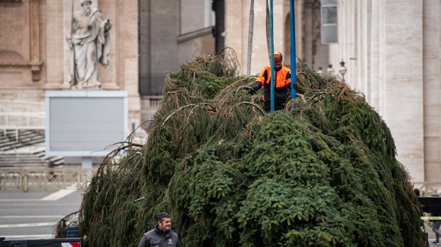 VATICAN-CHRISTMAS-TREE