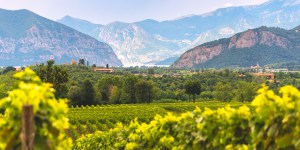 4 Other questions Jesus&#8217; vineyard answers