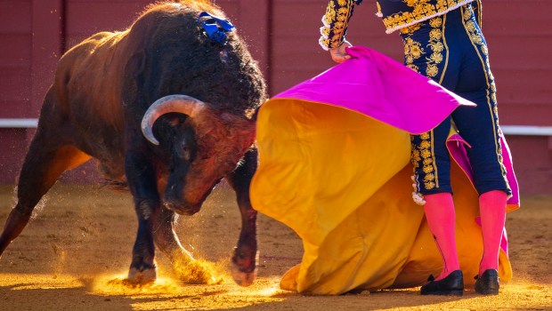 BULL FIGHTING