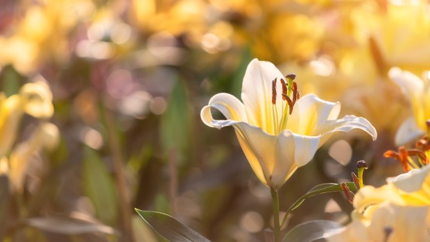 WHITE LILY