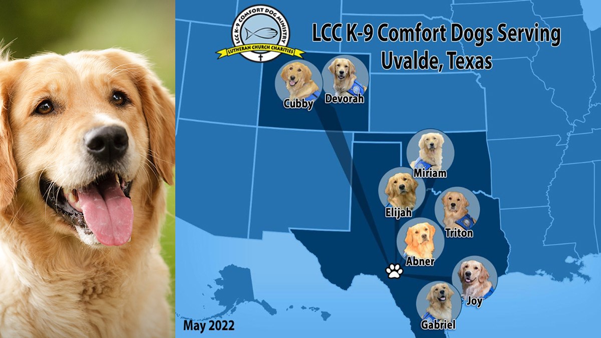 SERVICE DOGS