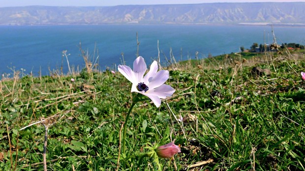 WEB3-Jesus-Trail-at-the-Sea-of-Galilee-11_PhotoCredit-Sr-Amata-CSFN.jpg