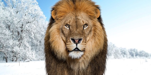 6 Beautiful quotes from C.S. Lewis' Narnia about eternity - Vimarsana News