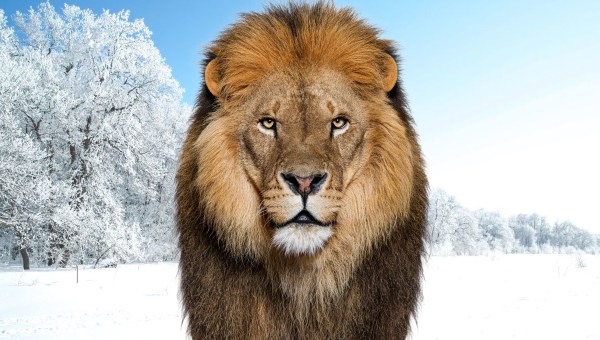 Aslan in Narnia