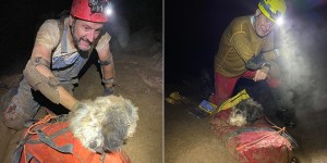 Abby, la perra, encontrada por los espeleólogos en una cueva en Perryville