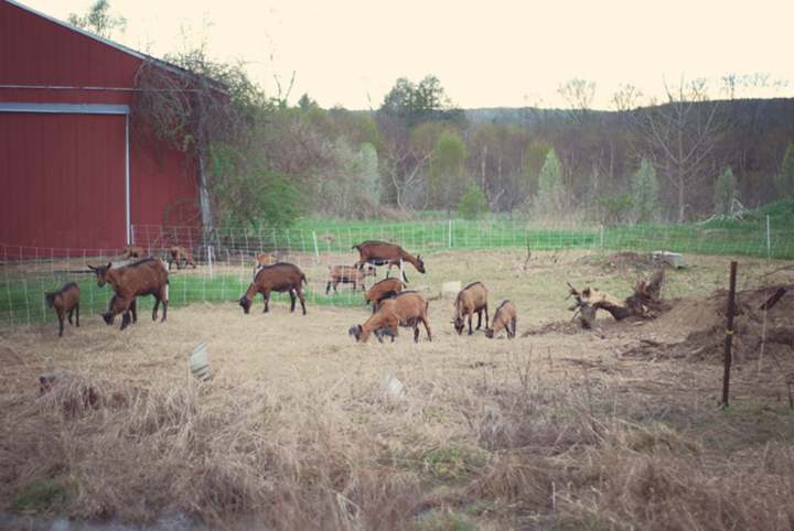 goats-e1660920560263.jpg