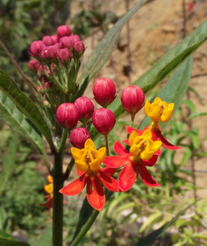 asclepias-tuberosa-884040_1280.jpg