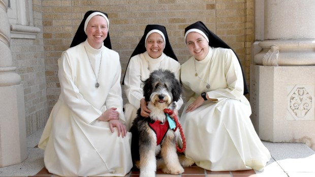 dog nuns