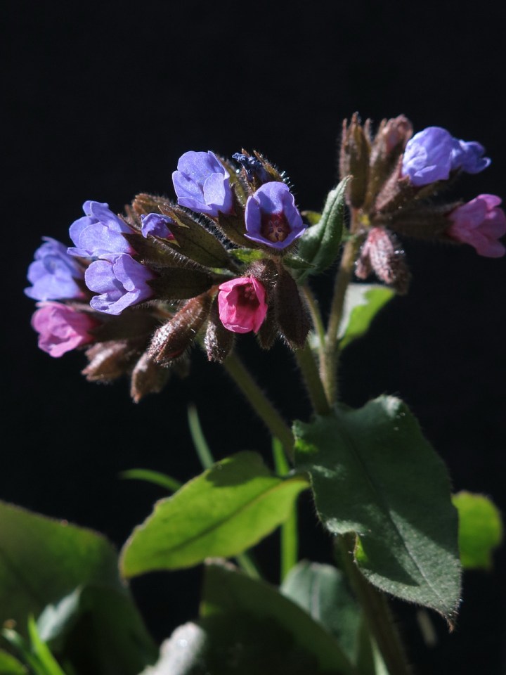 lungwort-4955150_1280.jpg