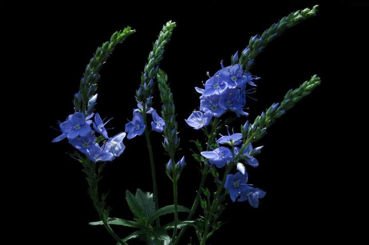 rock-speedwell-3479499_1280.jpg