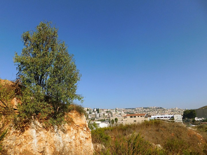 Galilee-mustard-bush_PhotoCredit-Sr-Amata-CSFN.jpg