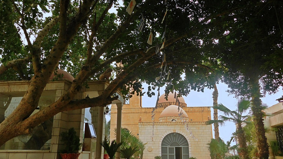 Jericho-sycamore-tree_PhotoCredit-Sr.-Amata-CSFN.jpg