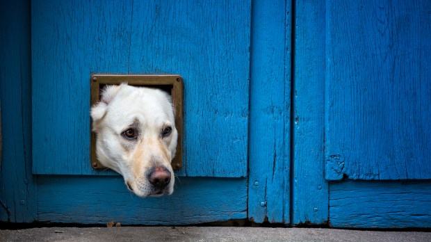 Head of lab sticking out cat flap