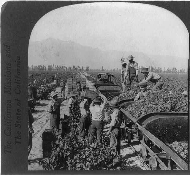 Grape Production in Sonoma Valley