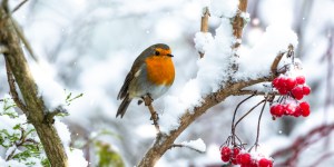 New survey reveals the vital role birds have in making us happy