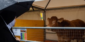 Despite a rainy morning, animals blessed at Vatican