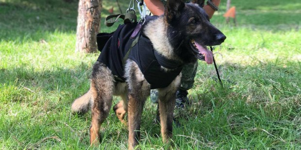 Proteo, un perro de rescate enviado desde México a Turquía, murió en el campo