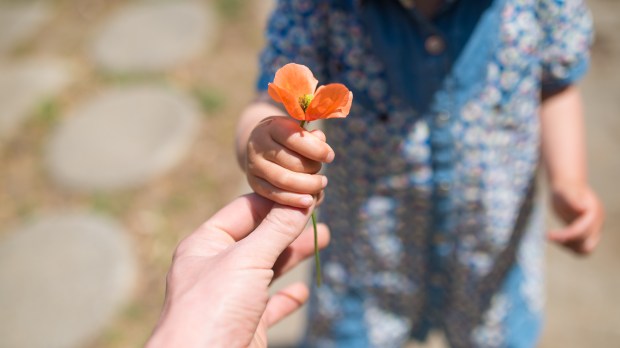hand handling a poppy to another