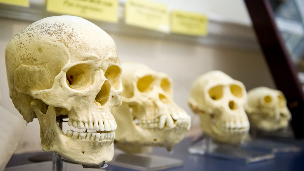 Skulls evolution