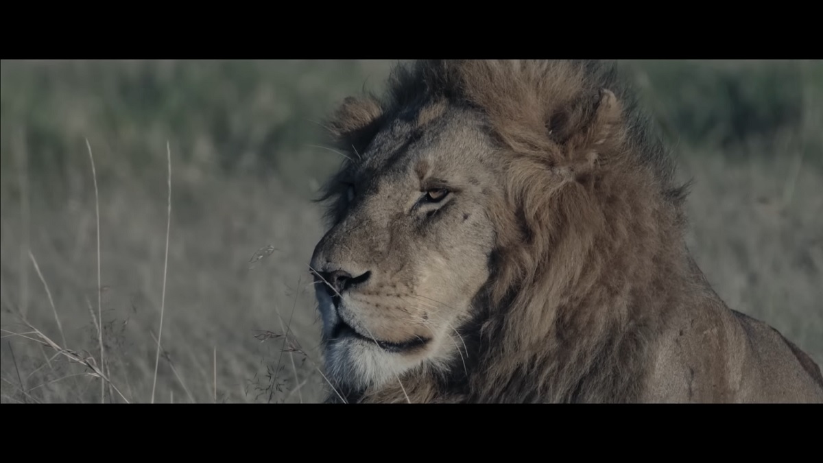 a lion, from the Wonder video series