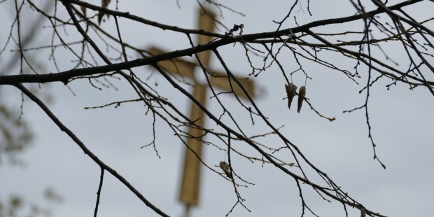 Turn to the Tree, the Crucified One, urges Pope - Vimarsana News