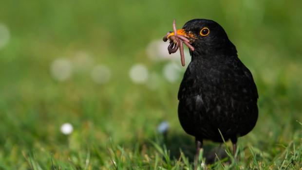 Bird with worms