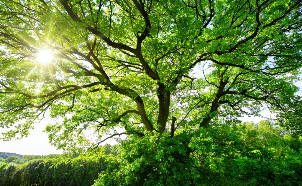 tree with sun shining brightly