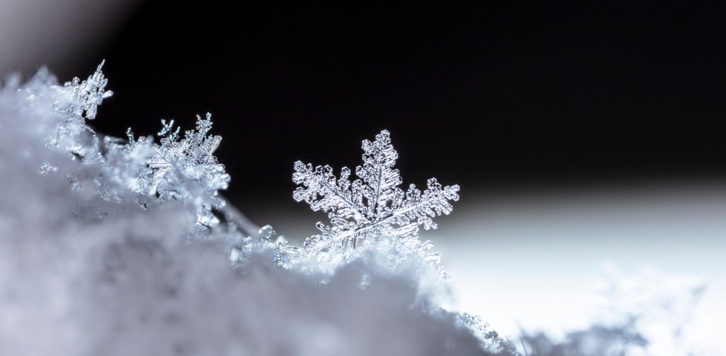 snowflakes in winter