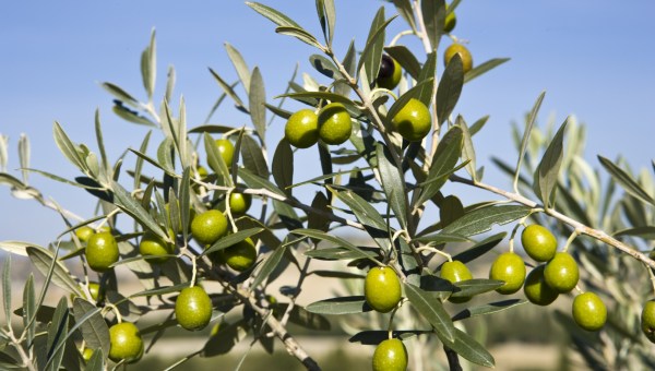 Gałązka drzewa oliwnego