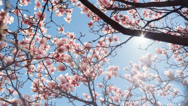 Beautiful magnolia tree