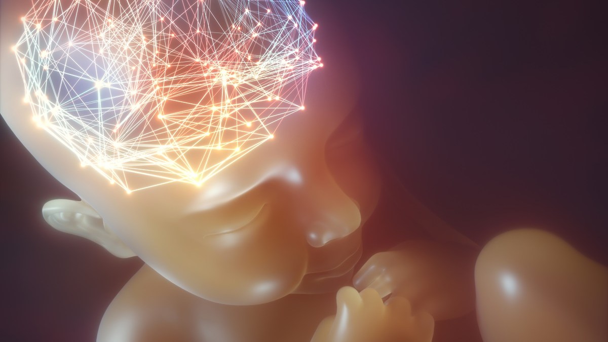 baby in utero, brain activity