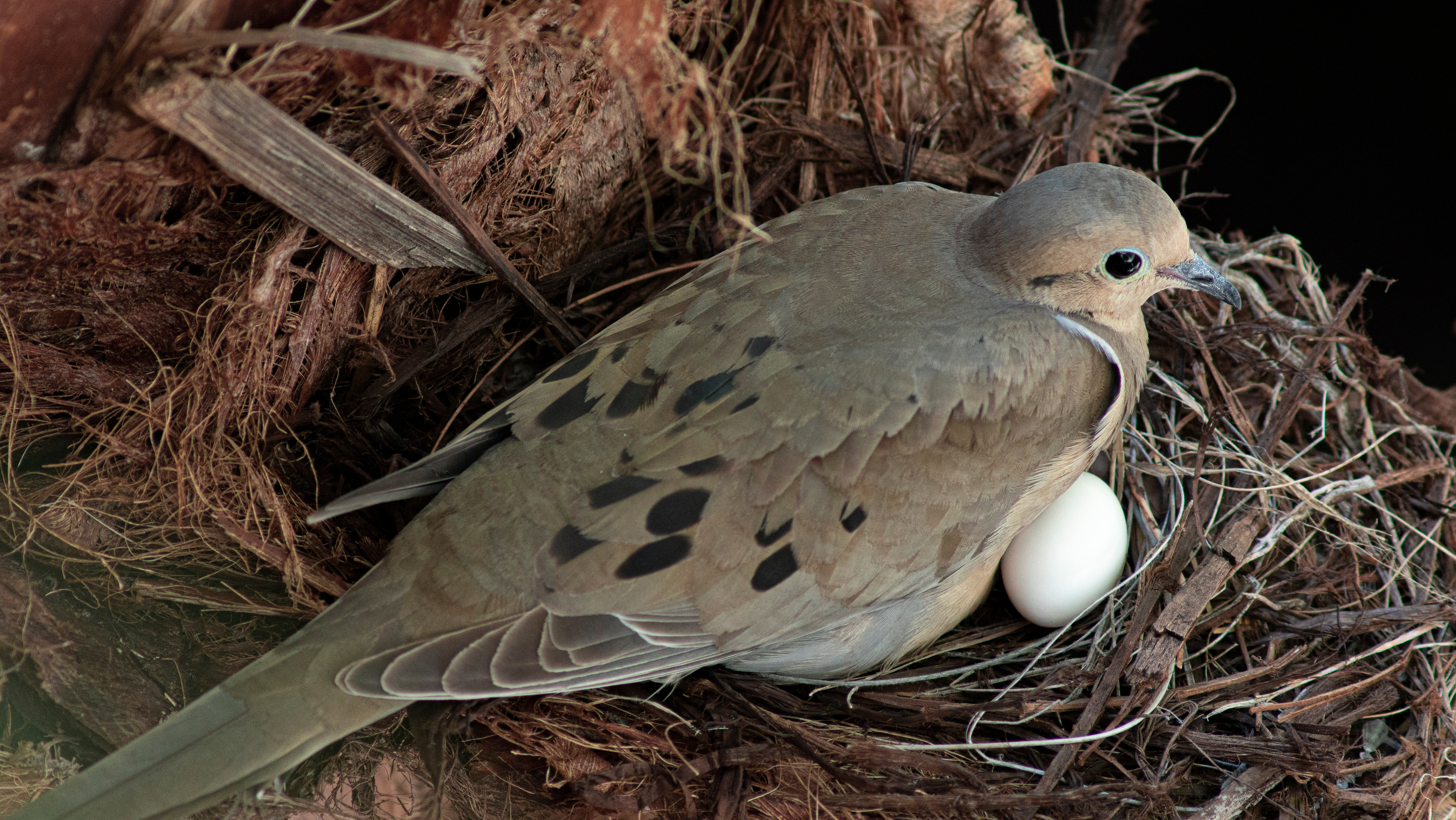 mourning dove bird sitting on nest egg