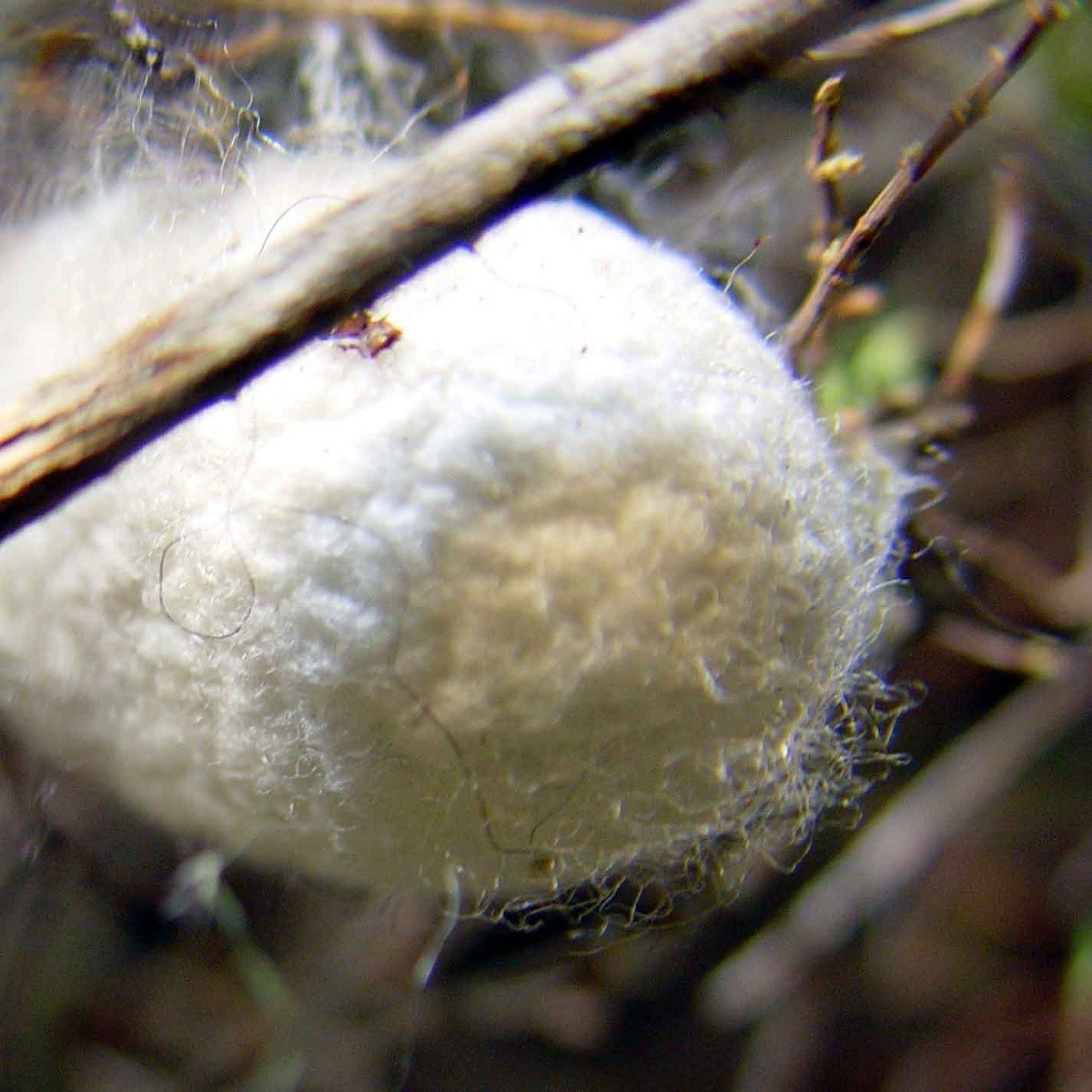 Silk Moth Cocoon
