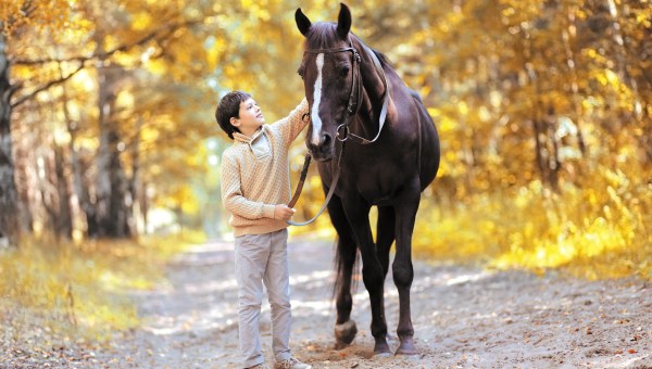 boy horse autumn yellow leaves