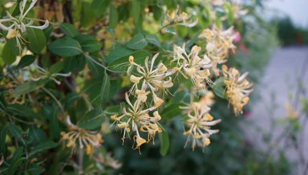 honeysuckle flower