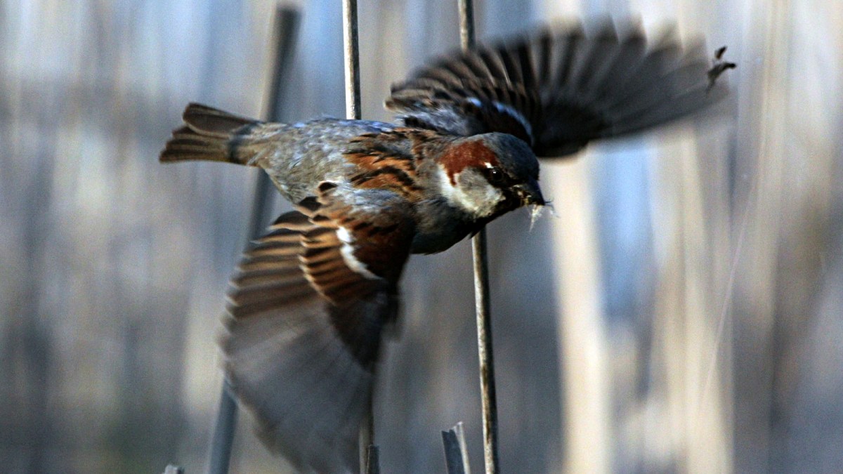 sparrow