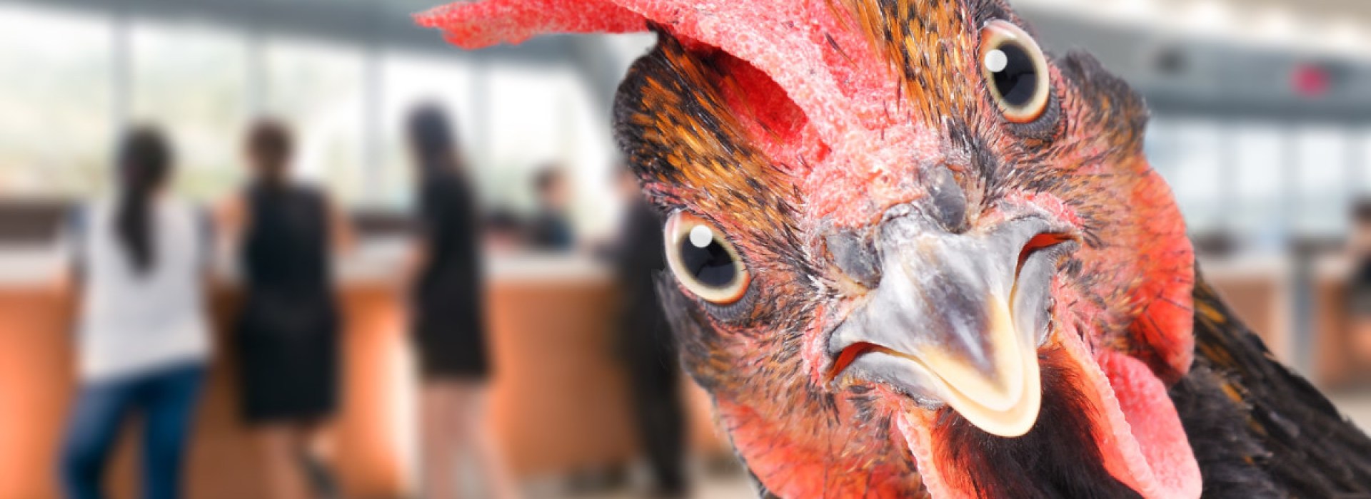 Chicken in bank.